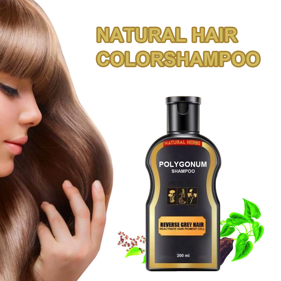 Polygonum multiflorum black hair shampoo.