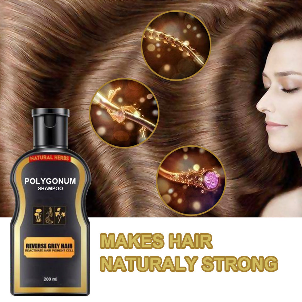 Polygonum multiflorum black hair shampoo.